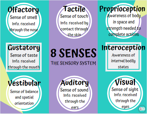 8 sense of sensory system