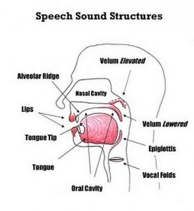 speech sound structure