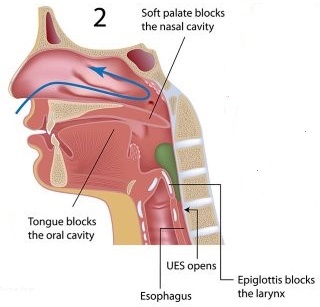 pharyngeal phase - 1SpecialPlace